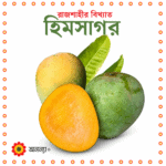 রাজশাহীর বিখ্যাত হিমসাগর আম
