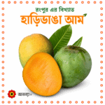 রংপুরের বিখ্যাত হাড়িভাঙা আম