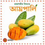রাজশাহীর বিখ্যাত আম্রপালি আম